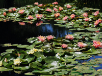 Aquatic Ponds11