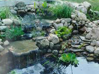 Aquatic Ponds12