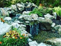 Aquatic Ponds13