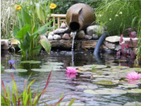 Aquatic Ponds16