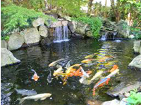 Aquatic Ponds18