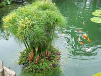 Aquatic Ponds3