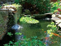 Aquatic Ponds5