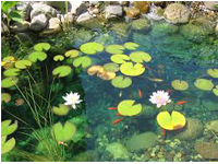 Aquatic Ponds6