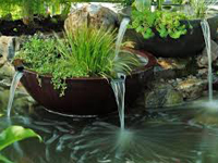 Aquatic Ponds7