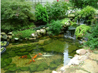 Aquatic Ponds9